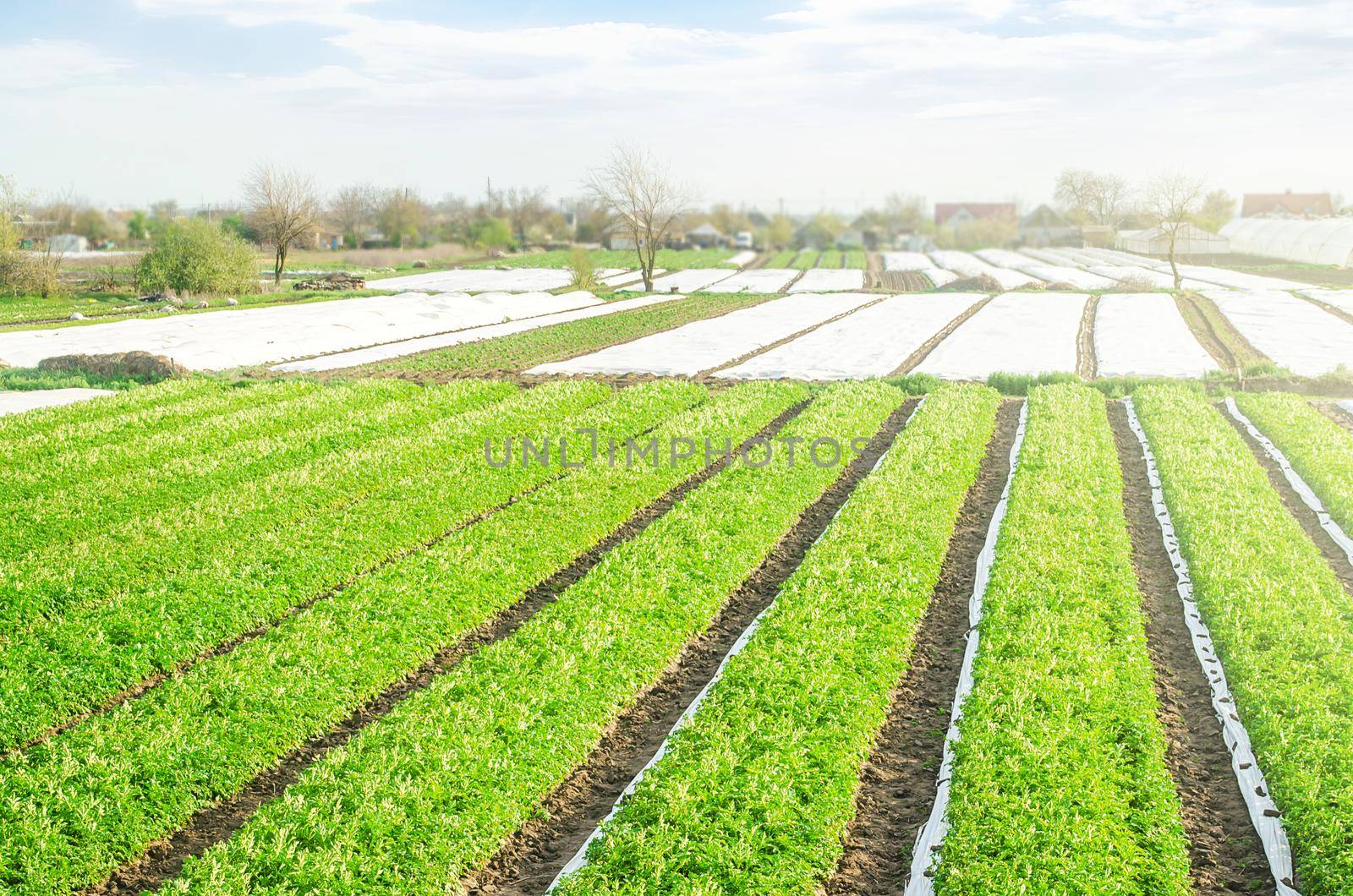 Farm potato plantation fields on a sunny day. Growing vegetables food. Agriculture agribusiness. Use spunbond agrofibre technology to protect crop from cold weather. Agricultural sector of the economy