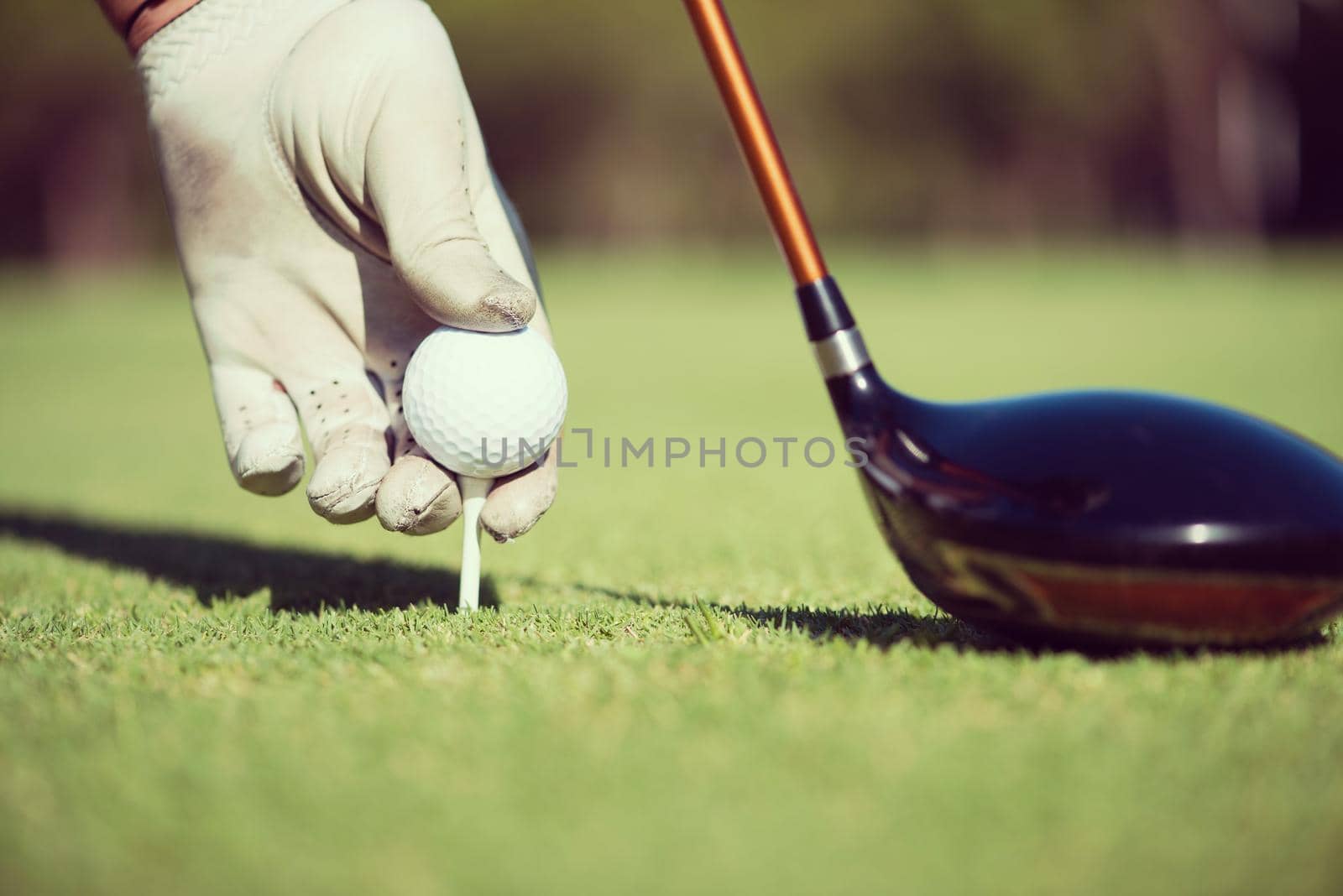 golf player placing ball on tee. beautiful sunrise on golf course landscape  in background