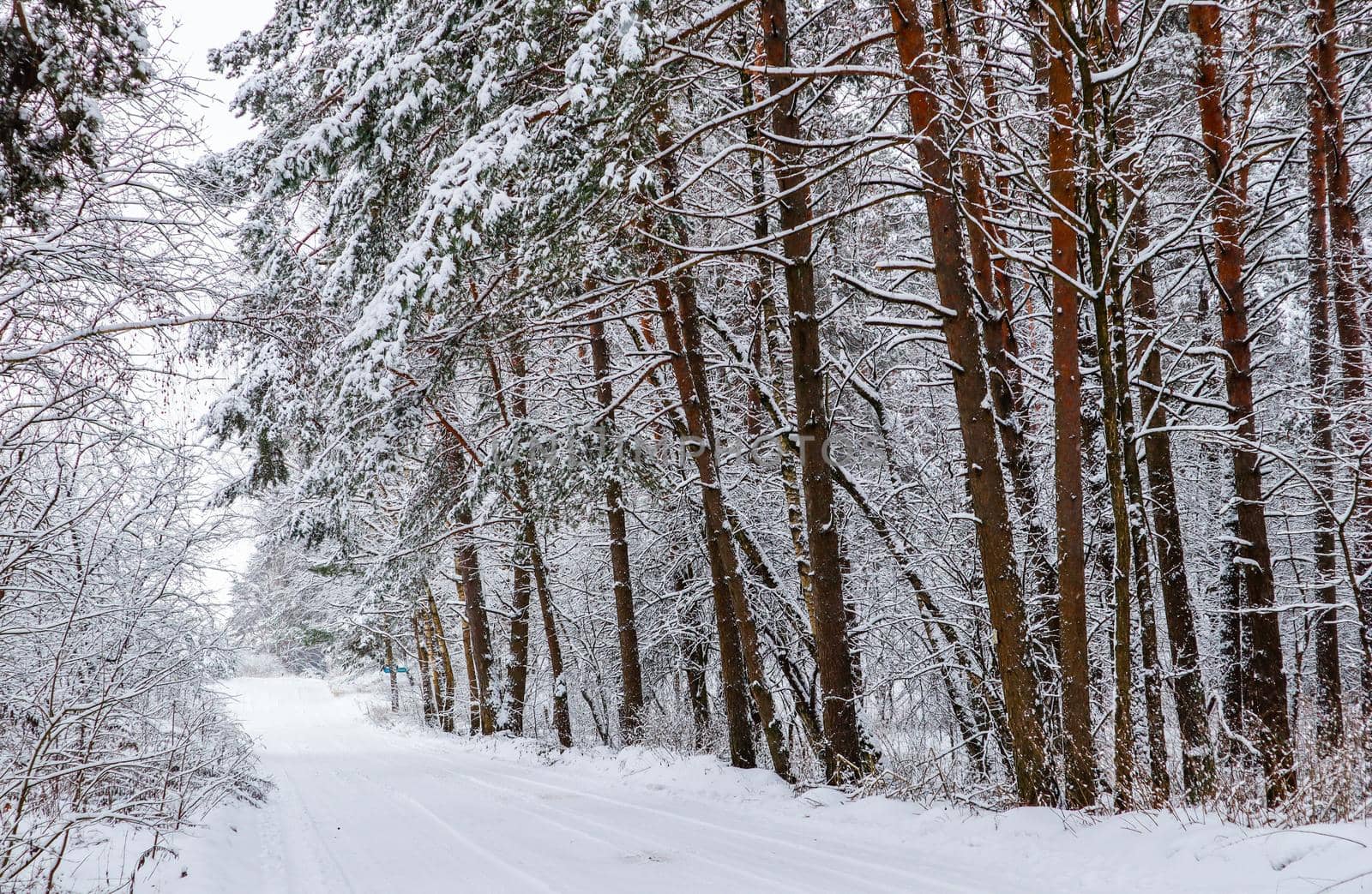 Beautiful winter forest with snowy trees and a white snowy road. Fairy tale.