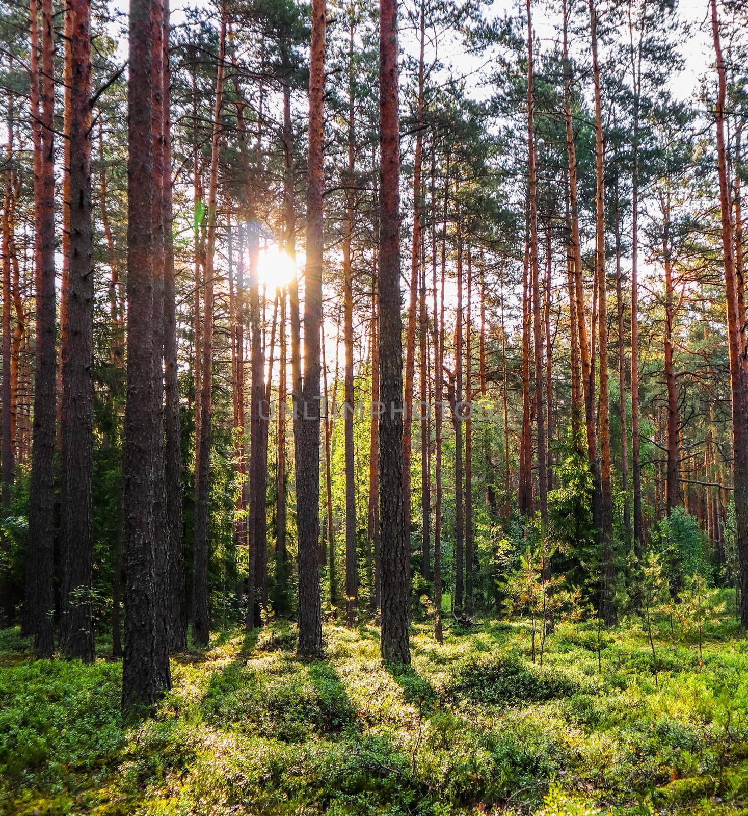 Sunlight on trees in a pine forest at sunset. Summer nature landscape.