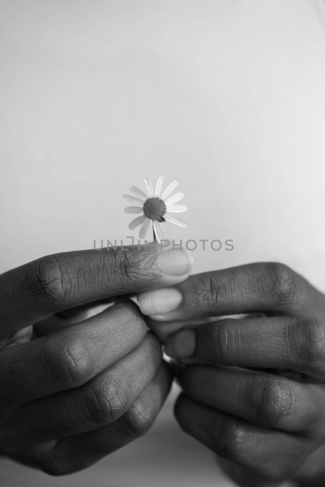 portrait of African American girl with a flower in her hand by dotshock