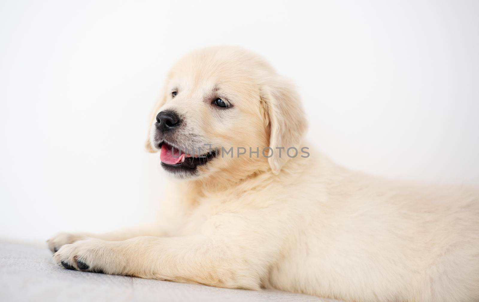 Lovely retriever puppy by GekaSkr