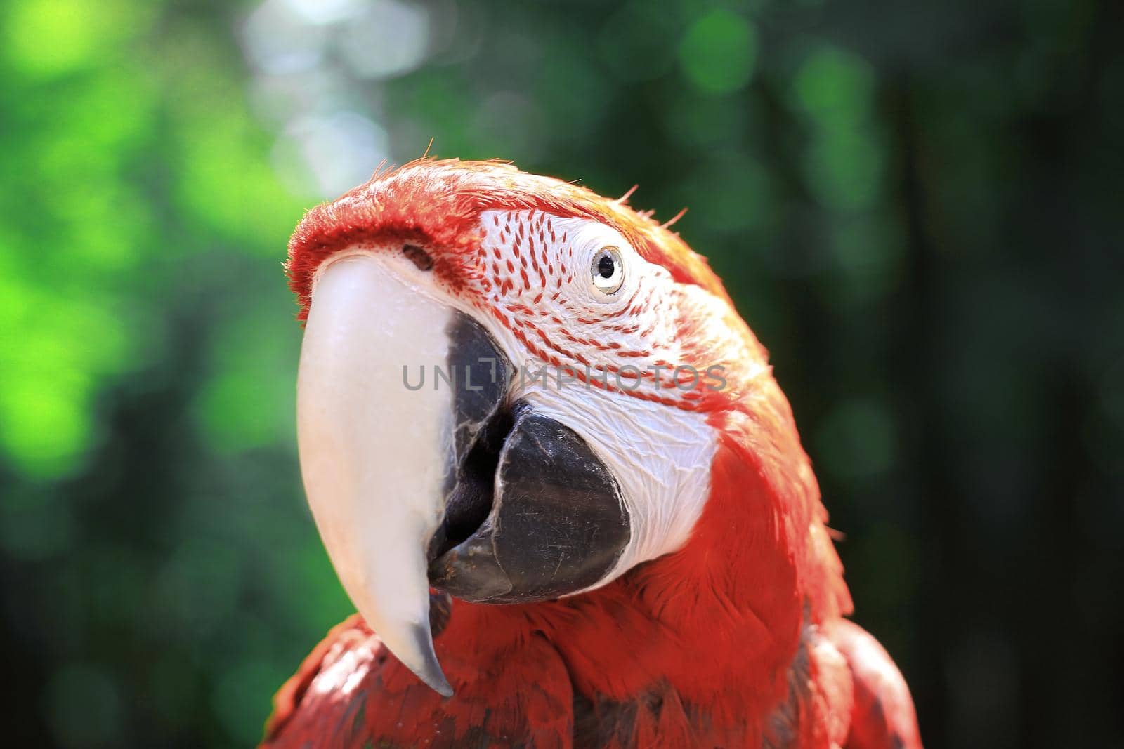 close up. head macaw parrot on blurred background.