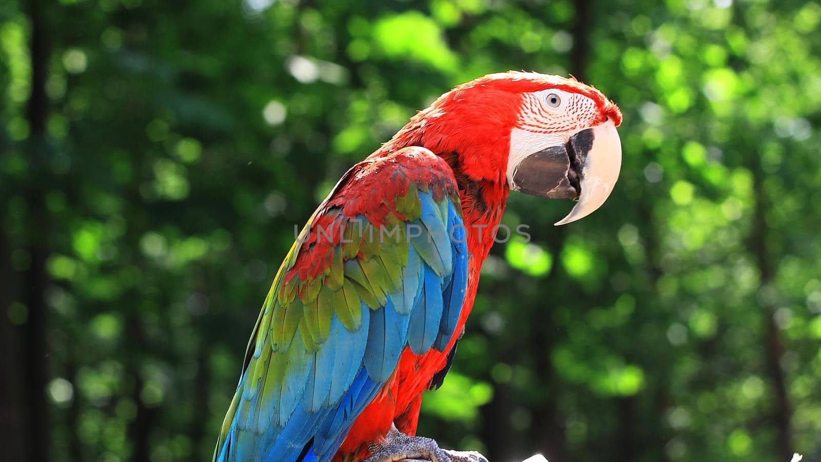 close up. funny parrot macaw on blurred background.