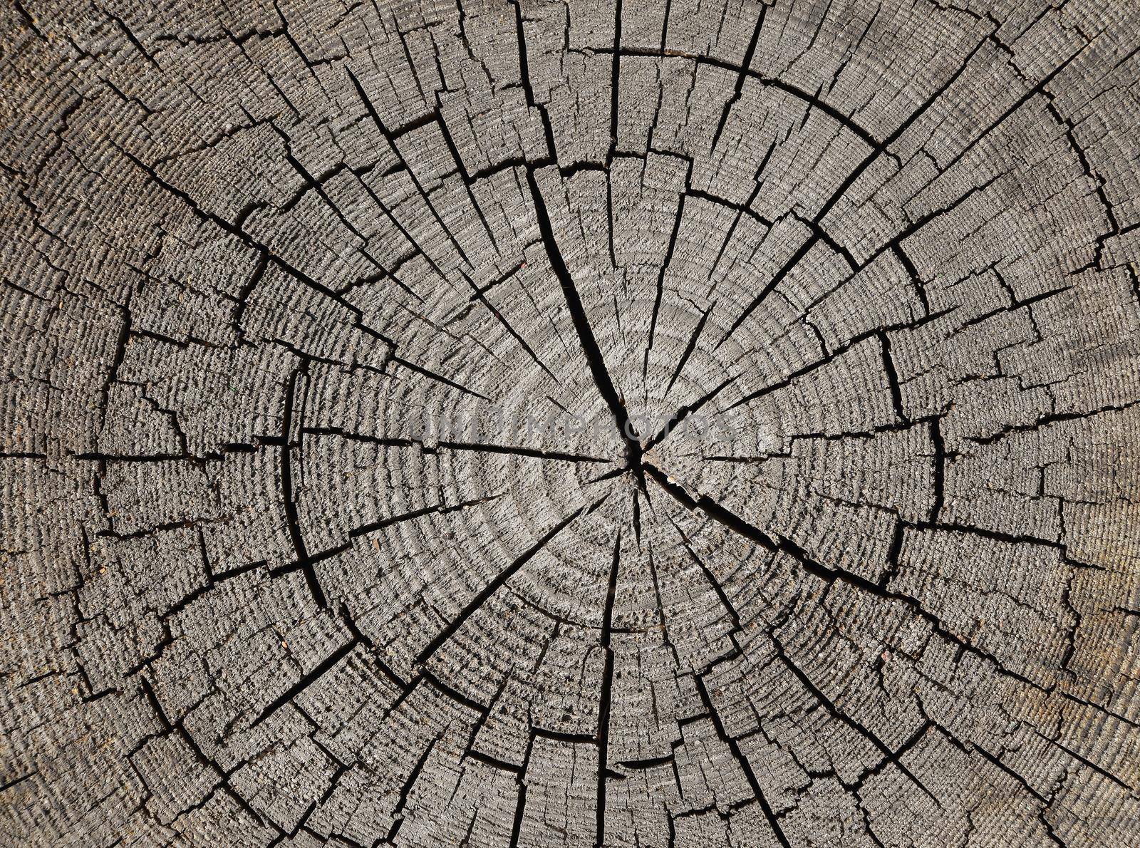 Close up gray background texture of old weathered tree trunk cross section with wood splits and annual rings pattern, elevated top view, directly above