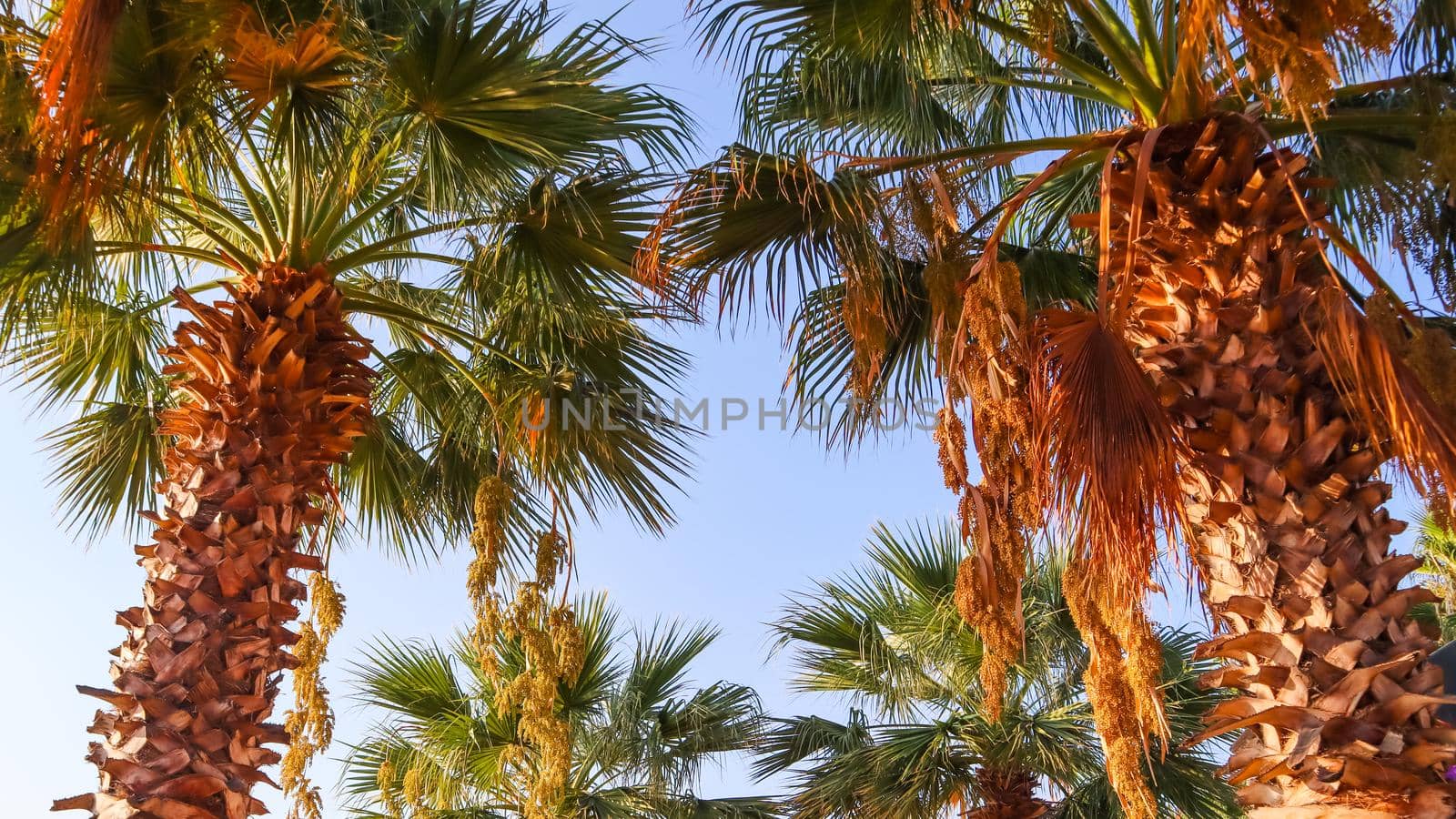 Finik Palms (Date palms) against the blue sky in sunset