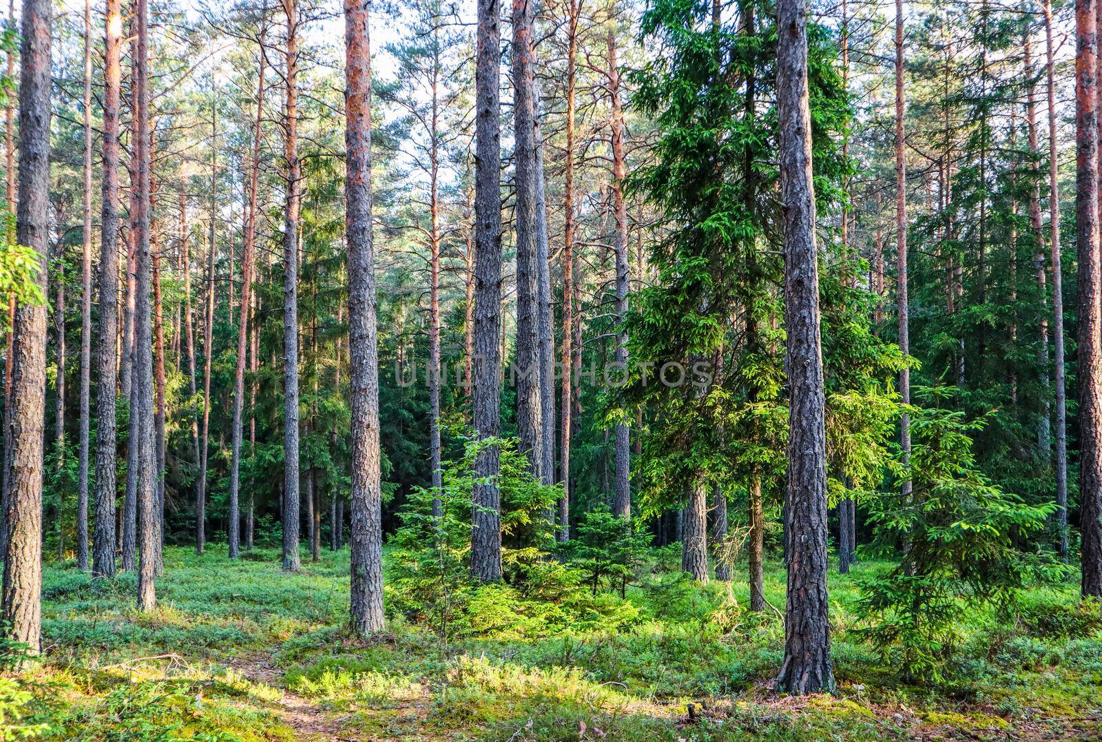 Sunlight on trees in a pine forest at sunset. Summer nature landscape.