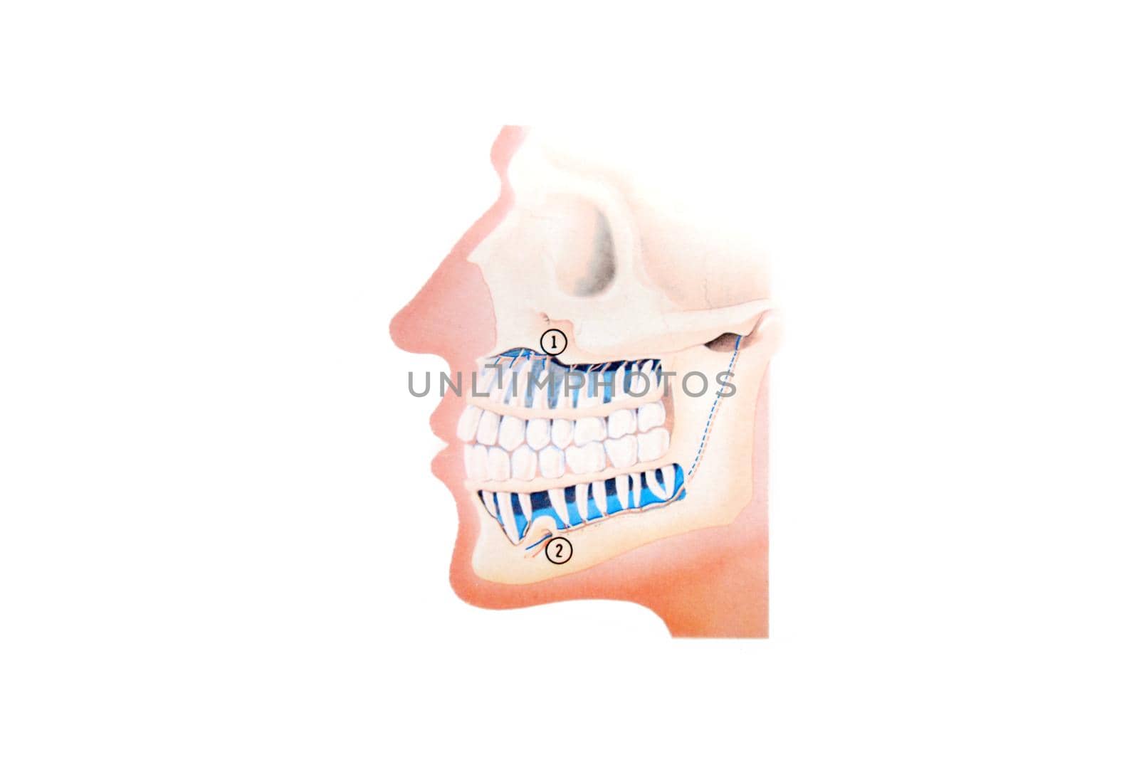 teeth illustration by dotshock