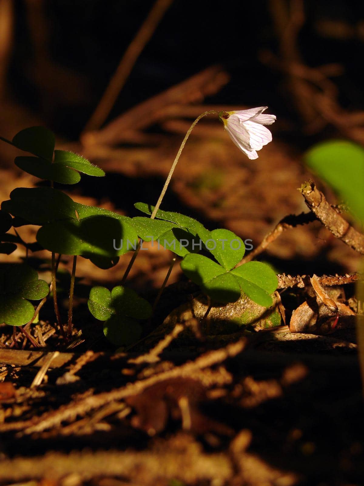 fresh flower and grass background with dew  water drops  by dotshock