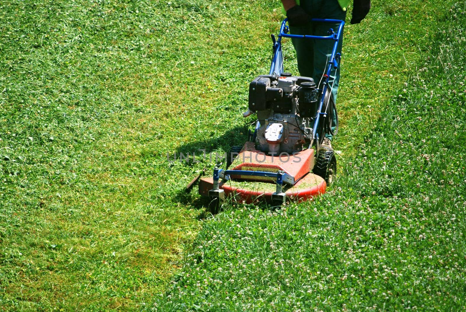 green grass