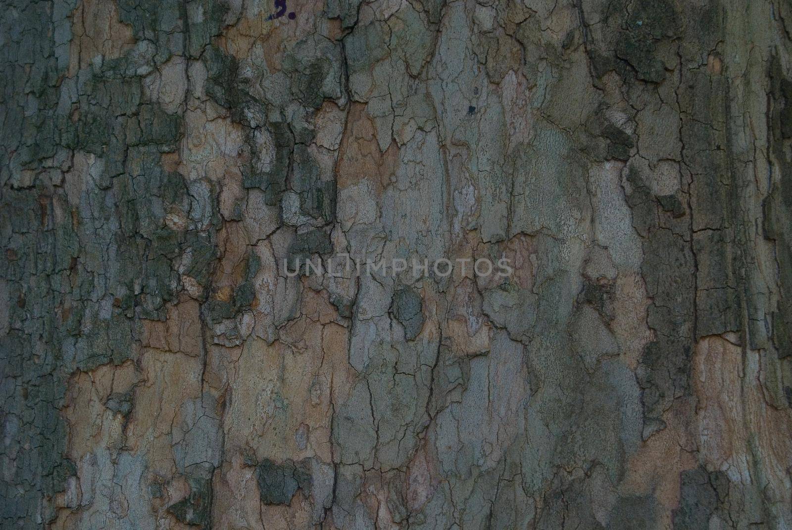 tree bark closeup  (NIKON D80; 10.6.2007; 1/125 at f/5.6; ISO 800; white balance: Auto; focal length: 116 mm)