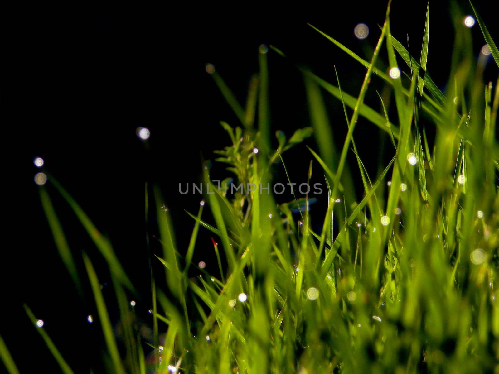 fresh flower and grass background with dew  water drops 