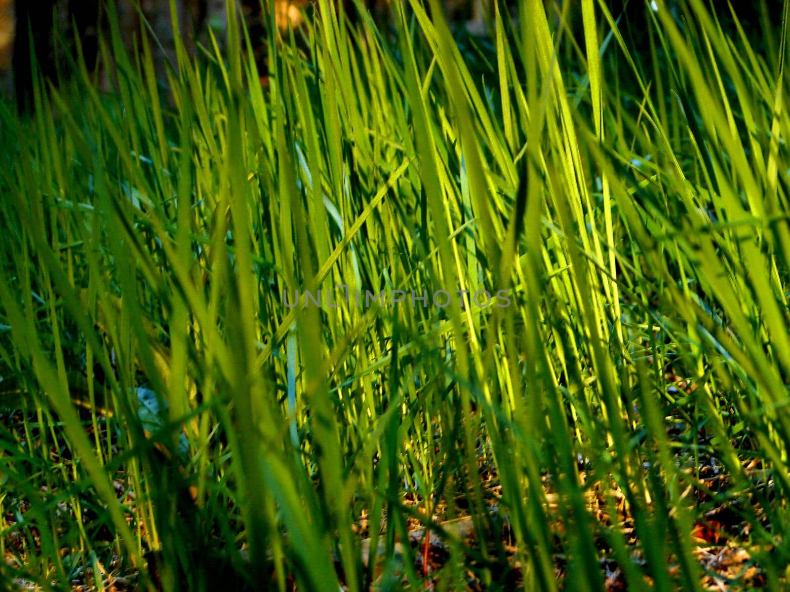 fresh flower and grass background with dew  water drops 