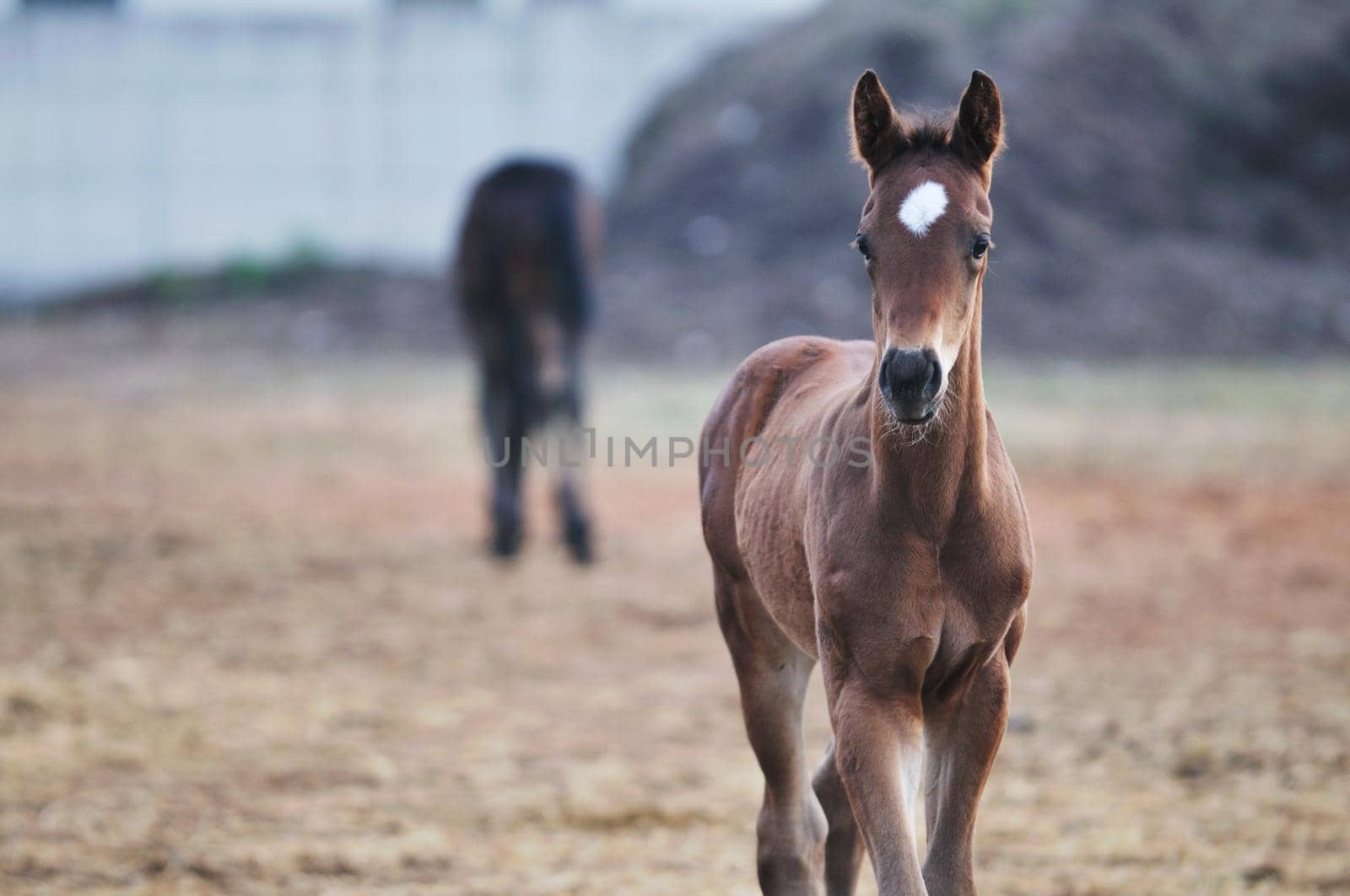 beautiful animal horse outdoor run and have fun