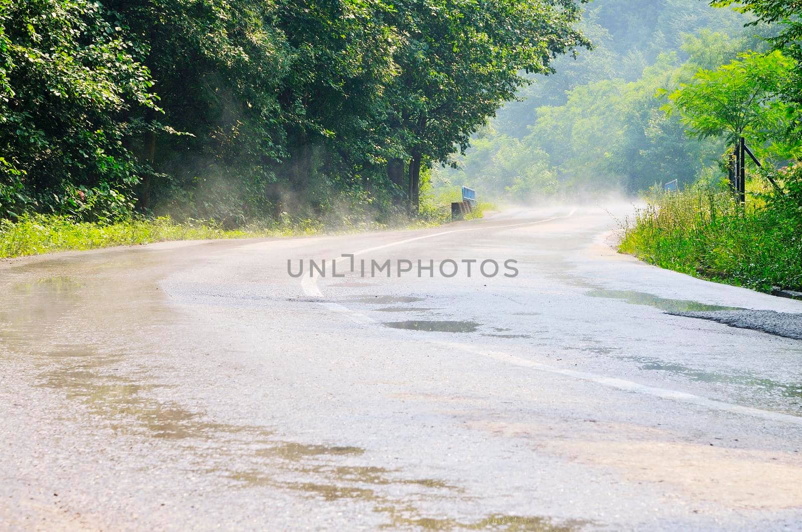 country side road in green forest after rain
