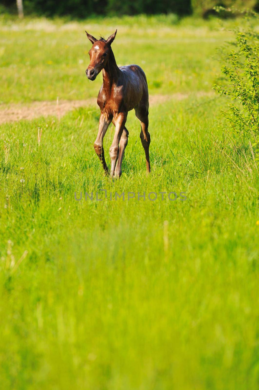 baby horse by dotshock