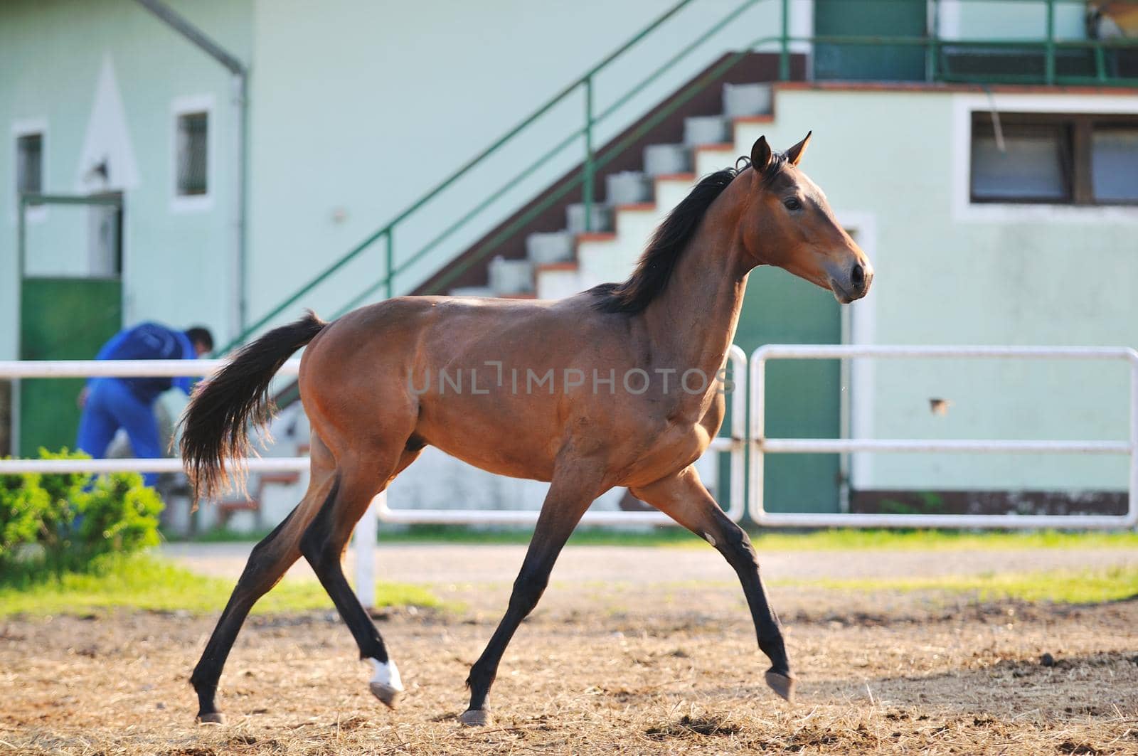 beautiful animal horse outdoor run and have fun