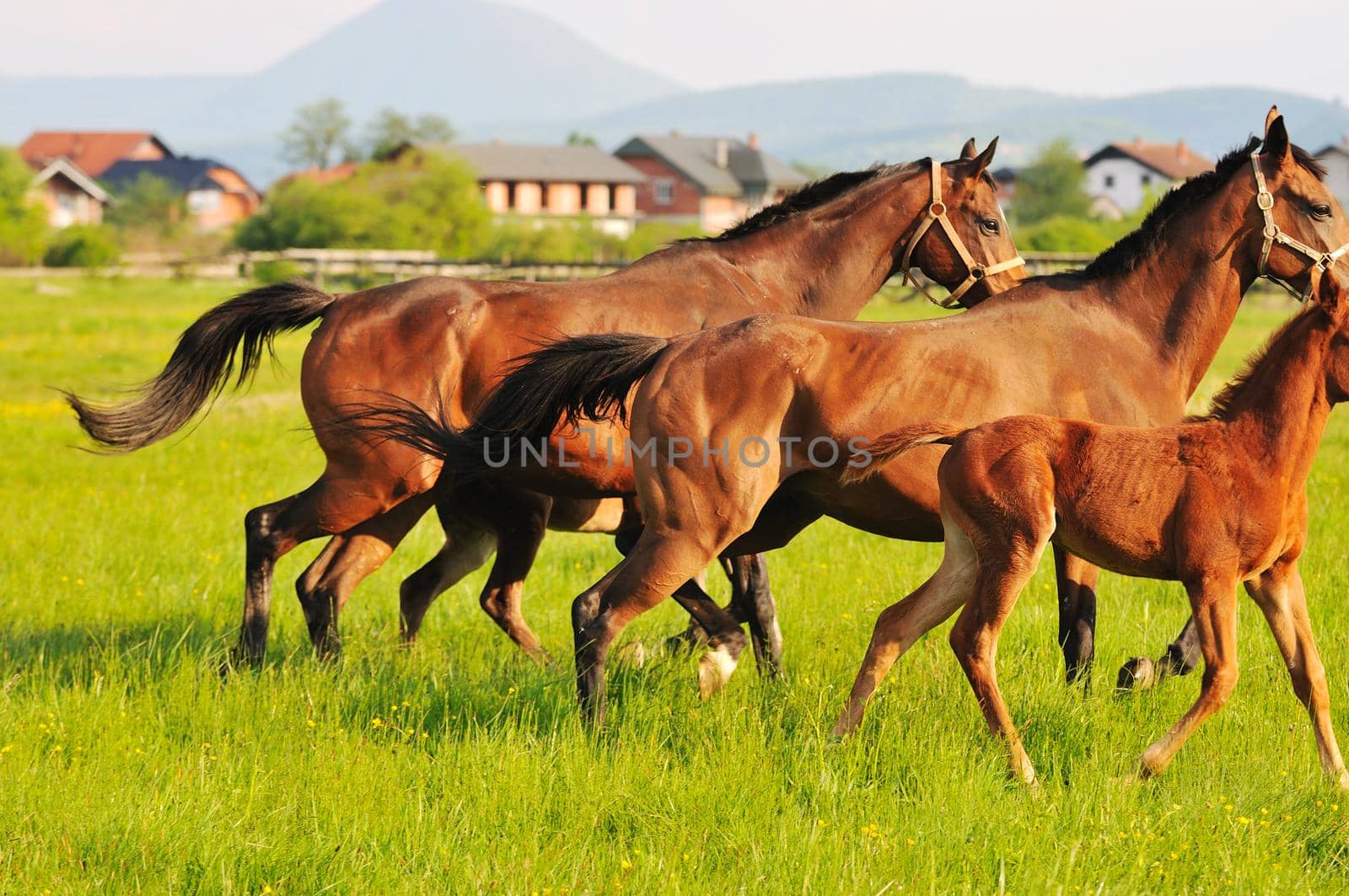 beautiful horse in nature run and have family relatinship