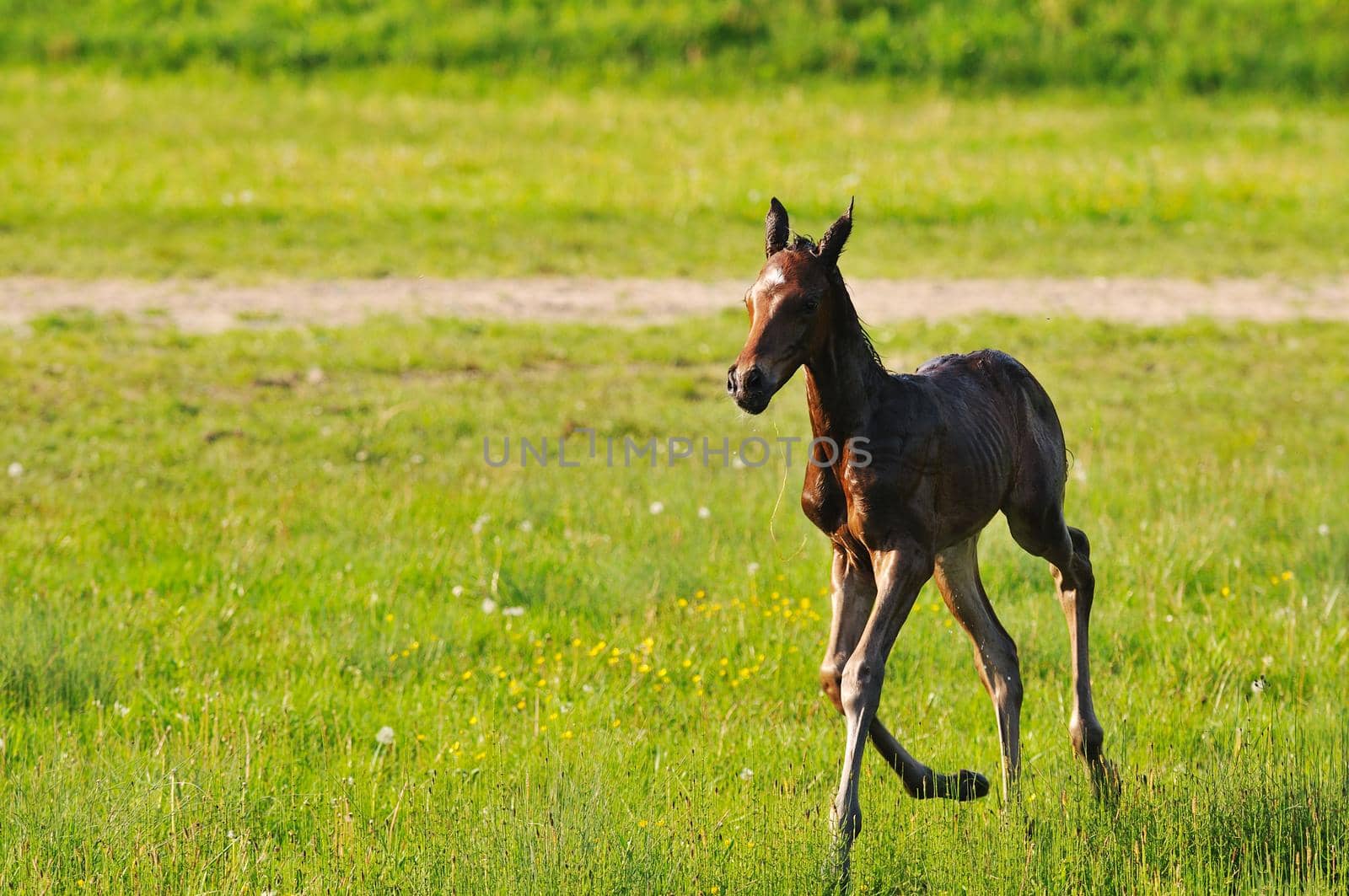 beautiful animal horse outdoor run and have fun