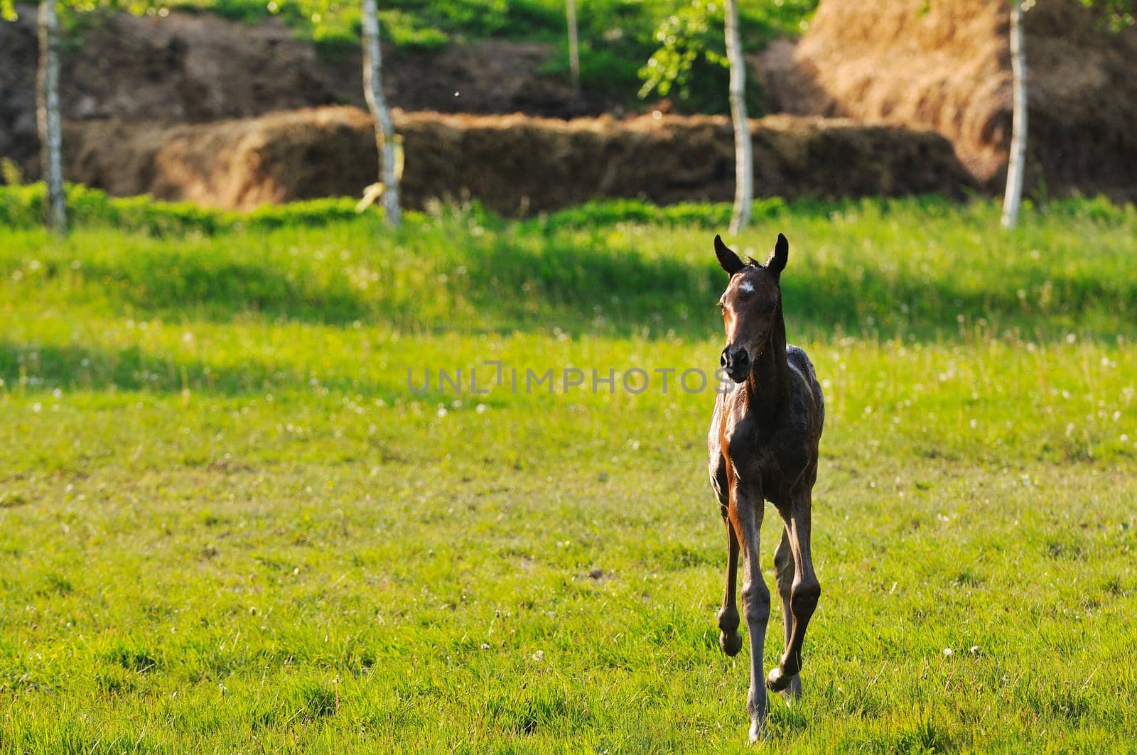 beautiful animal horse outdoor run and have fun