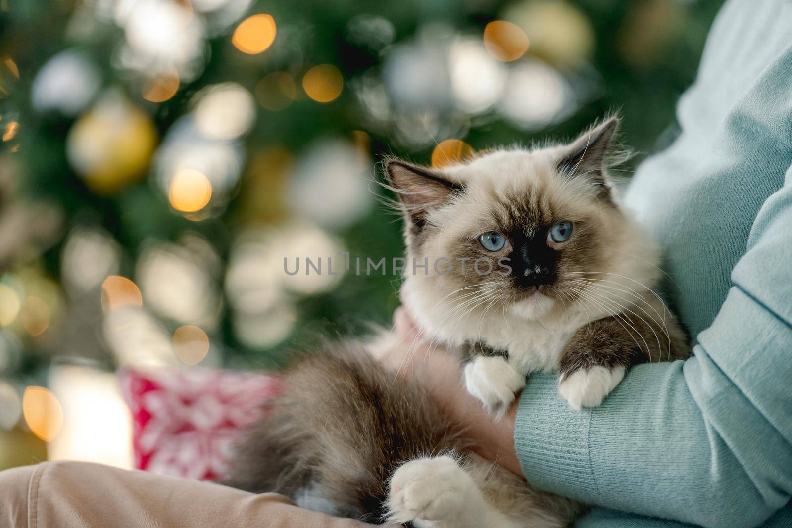 Girl with ragdoll cat in Christmas time in room with decorated tree and lights on blurred background. Young woman with domestic pet at home in New Year holidays