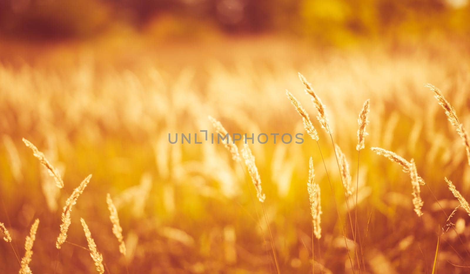 Cereal field with yellow ripe spikelets closeup with blurred background. Wheat grain in farmaland with beautiful sunlight