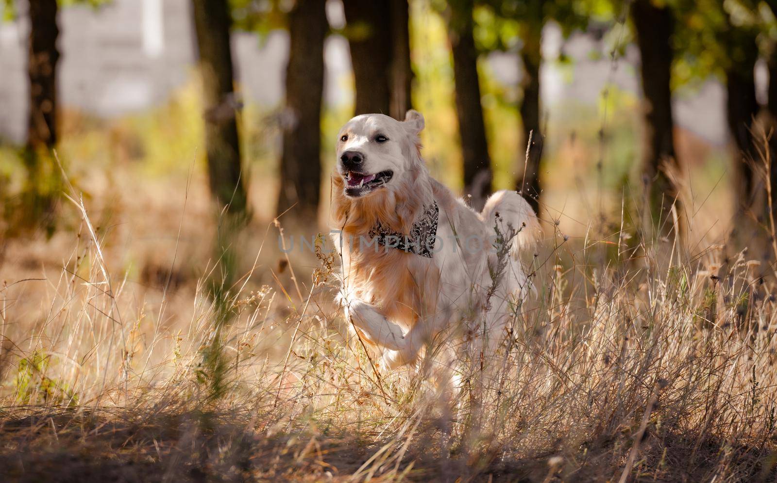 Golden retriever dog walking in autumn park in yellow grass. Purebred pet labrador outdoors in sunny day