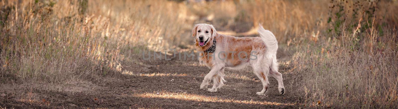 Golden retriever dog wearing neck scarf in autumn yellow grass. Purebred pet labrador walking outdoors in nature