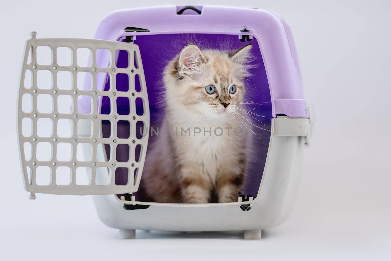 Ragdoll kitten in transportation cell box isolated on white background. Cute purebred kitty pet in cat carrying