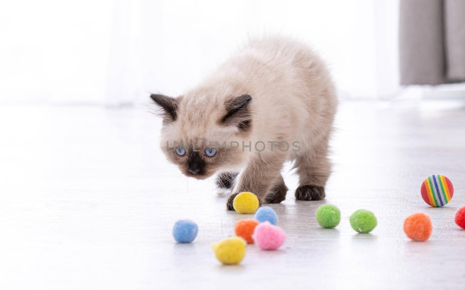Adorable fluffy ragdoll kitten standing on the floor and looking at colorful balls. Portrait of breed feline kitty pet with toys. Beautiful little purebred domestic cat playing indoors