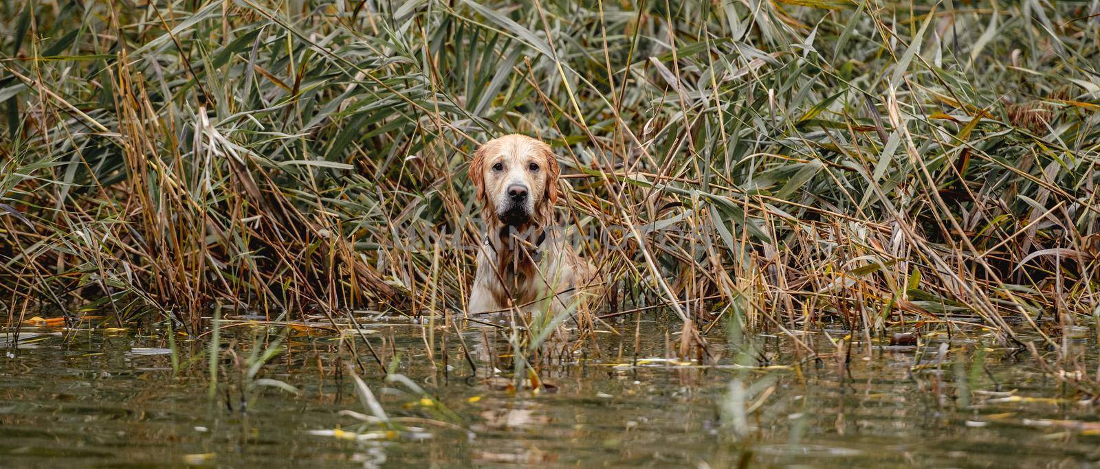 Golden retriever dog hunter chases in pond at autumn park. Pet doggy labrador sitting in lake river outdoors and waiting