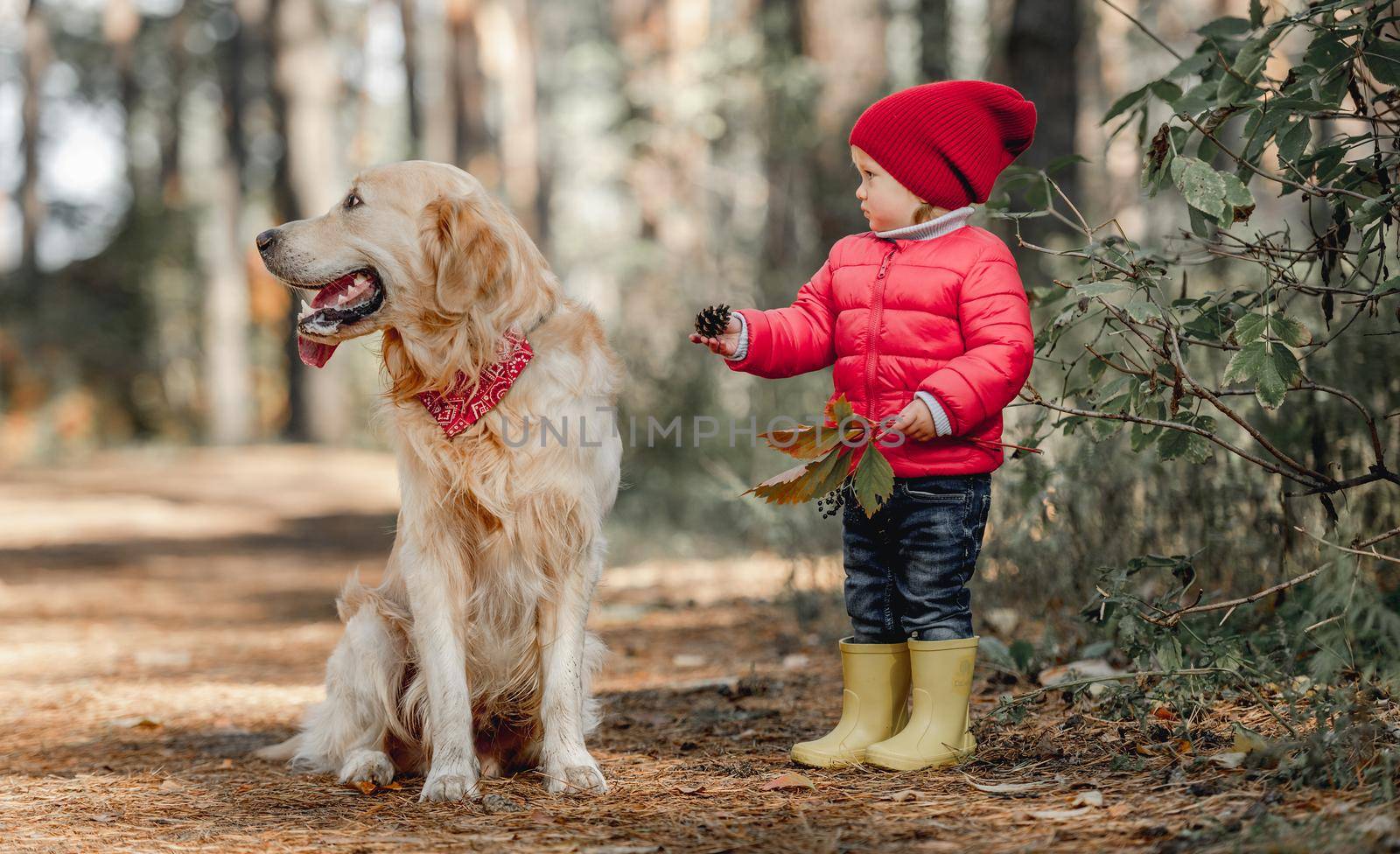 Girl child with golden retriever dog at autumn park outdoors looking back. Little female kid with doggy pet at nature together