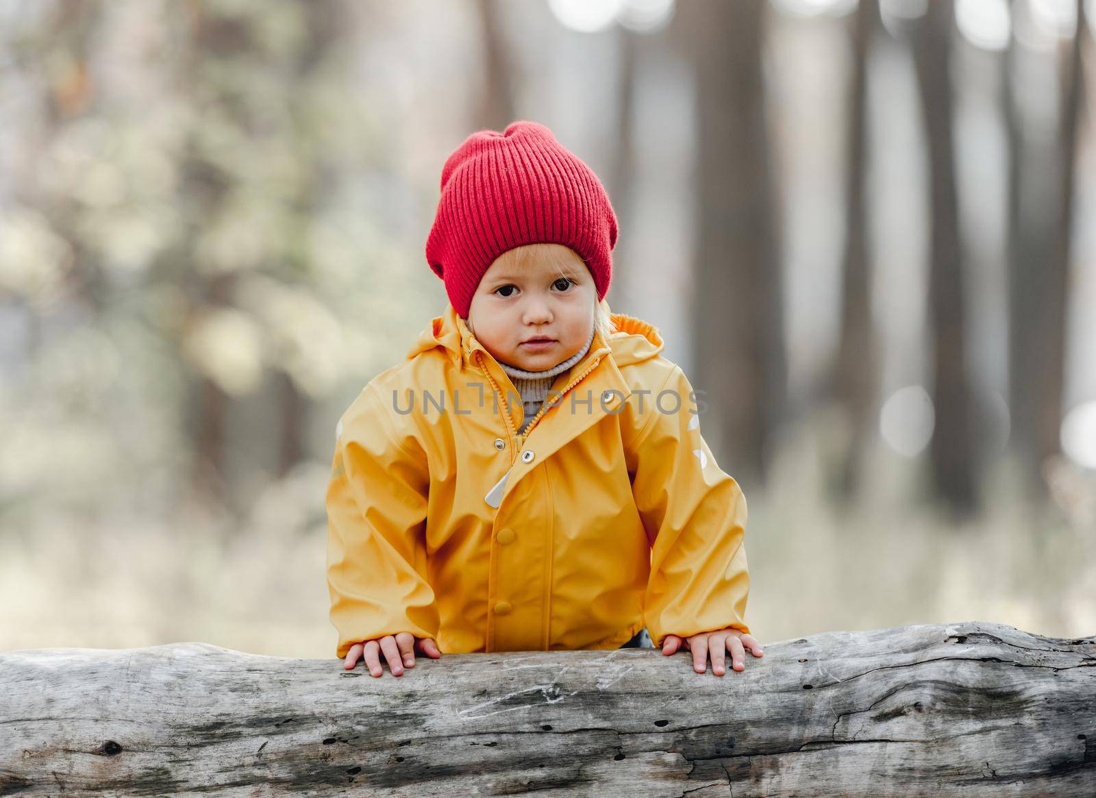 Little girl child walking in the forest at autumn, standing close to log and looking at camera. Female kid portrait at nature