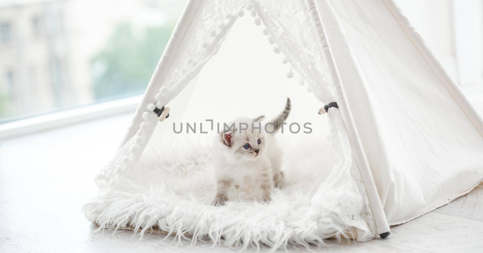 Cute small ragdoll kitten standing inside white curtain tent on fur. Adorable breed kitty cat during studio photoshoot