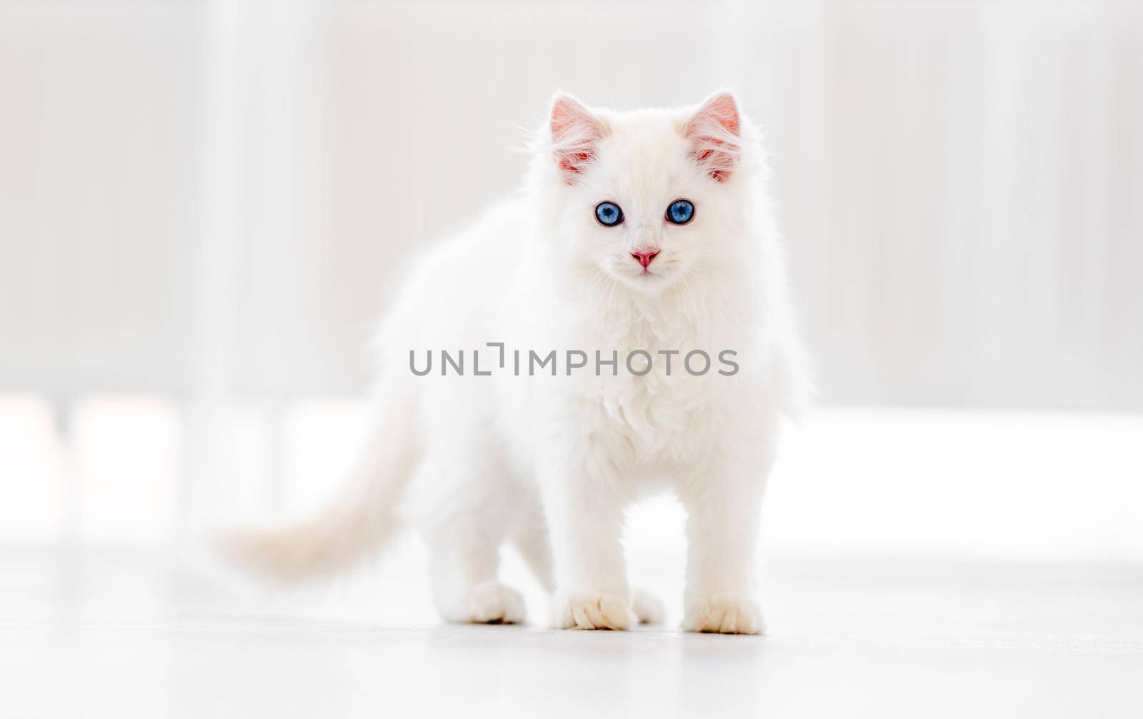 Lovely fluffy white ragdoll cat walking in light room and looking back with beautiful blue eyes. Adorable purebred feline pet outdoors
