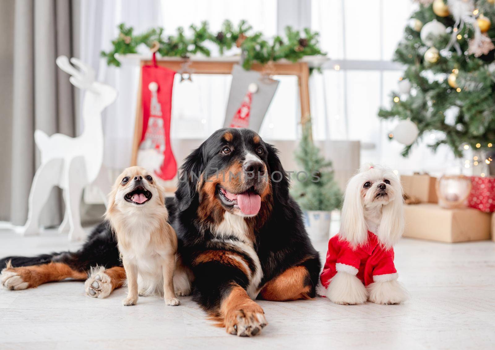 Chihuahua, bernese mountain dog and maltese dog in santa suit near decorated christmas tree at home