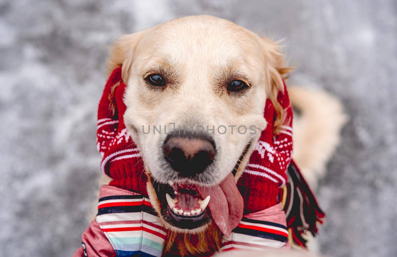 Golden retriever dog with tongue out enjoying girl hands on winter nature background