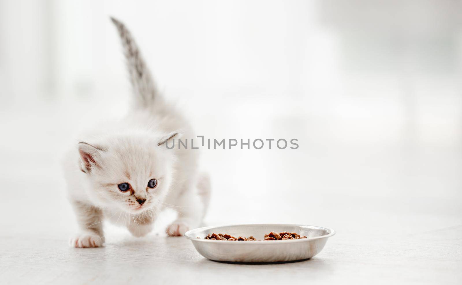 Adorable ragdoll kitty standing with tail up close to metal bowl with feed and looking at it on white background. Cute purebred kitten going to eat
