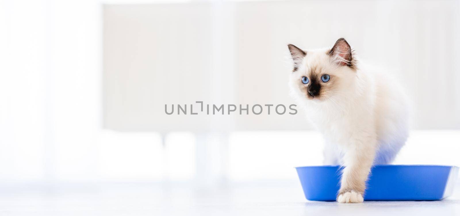 Lovely fluffy white ragdoll cat sitting in the blue toilet tray in light room and looking at the camera. Beautiful purebred feline pet outdoors makes pee
