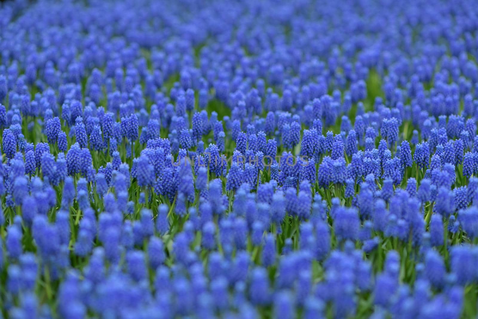 Blue muscari spring carpet Holland