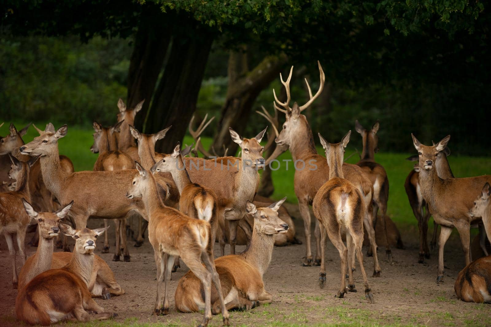 Many deers graze in the forest