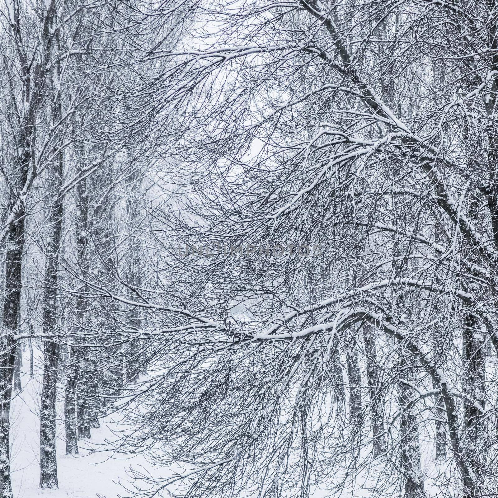 Snowing landscape, winter holiday concept - Fairytale fluffy snow-covered trees branches, nature scenery with white snow and cold weather. Snowfall in winter park. Soft focus