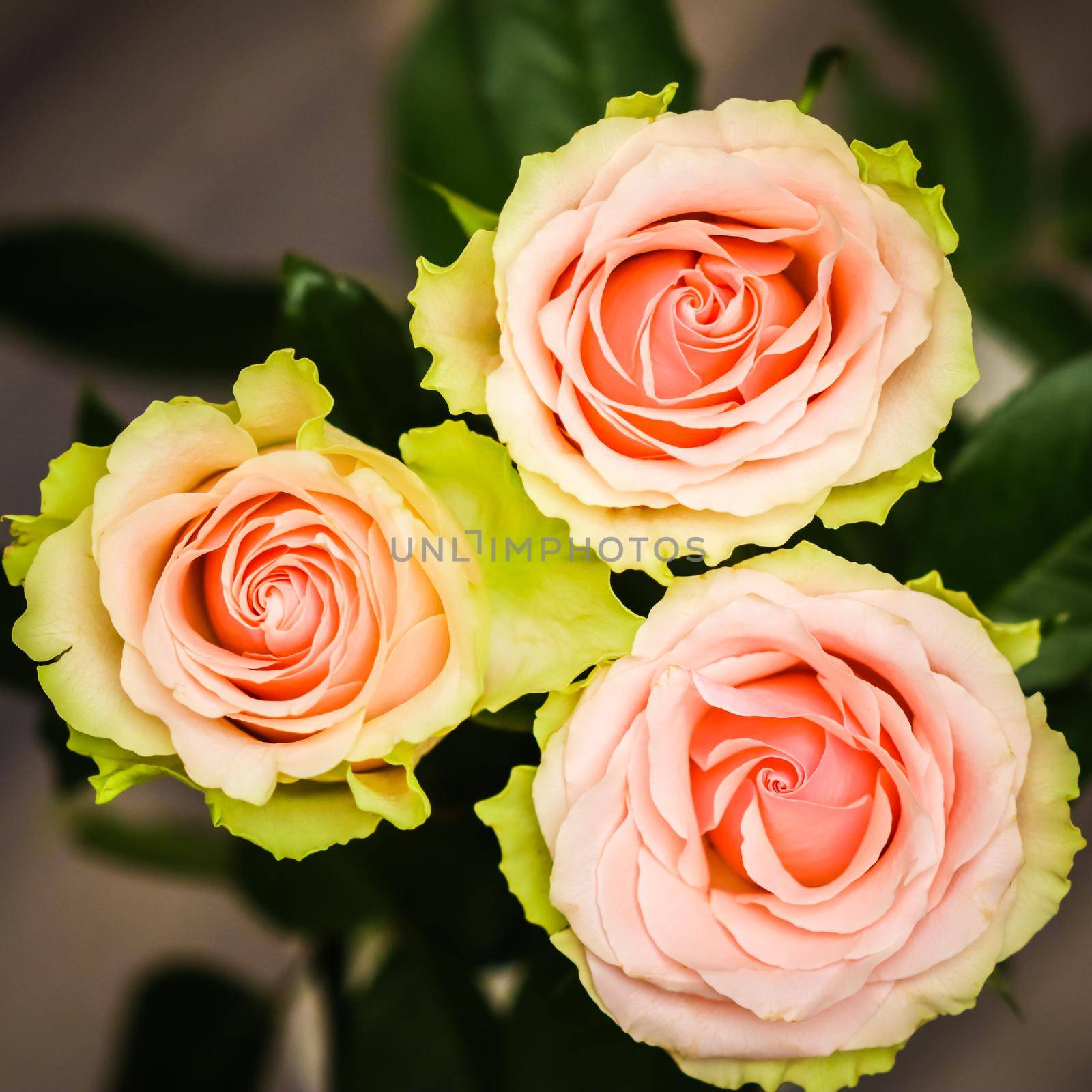 Beautiful pink roses. Perfect for background greeting card and invitations of the wedding, birthday, Valentine's Day, Mother's Day. by Olayola