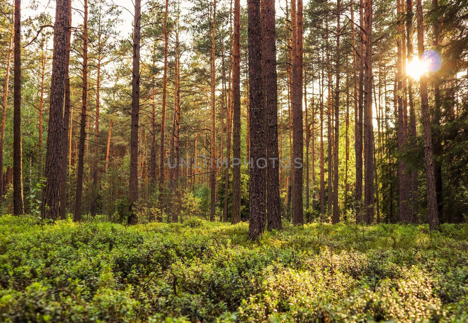 Sunlight on trees in a pine forest at sunset. Summer nature landscape.