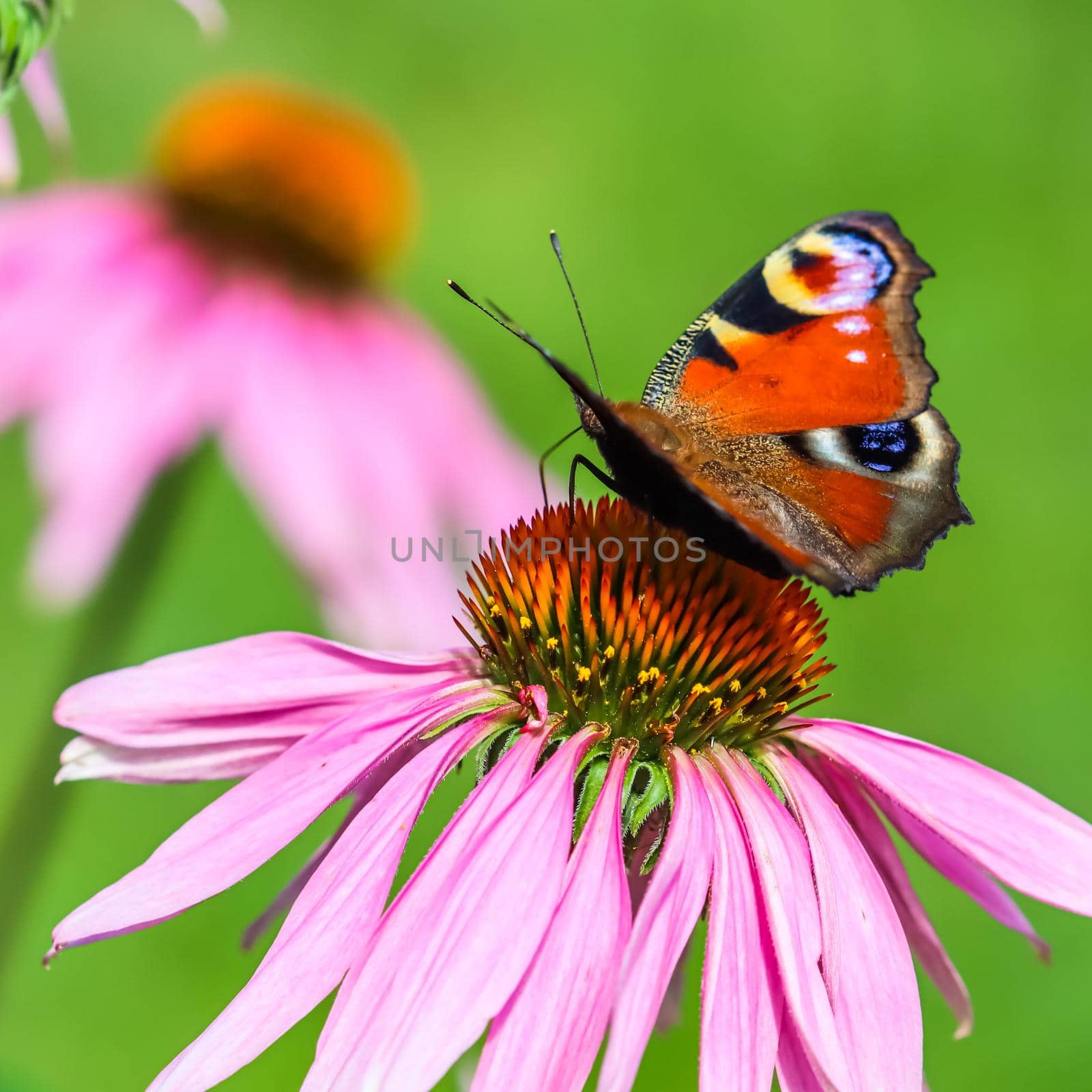 Beautiful colored European Peacock butterfly, Inachis io, Aglais io, on purple flower Echinacea in a sunny summer garden.