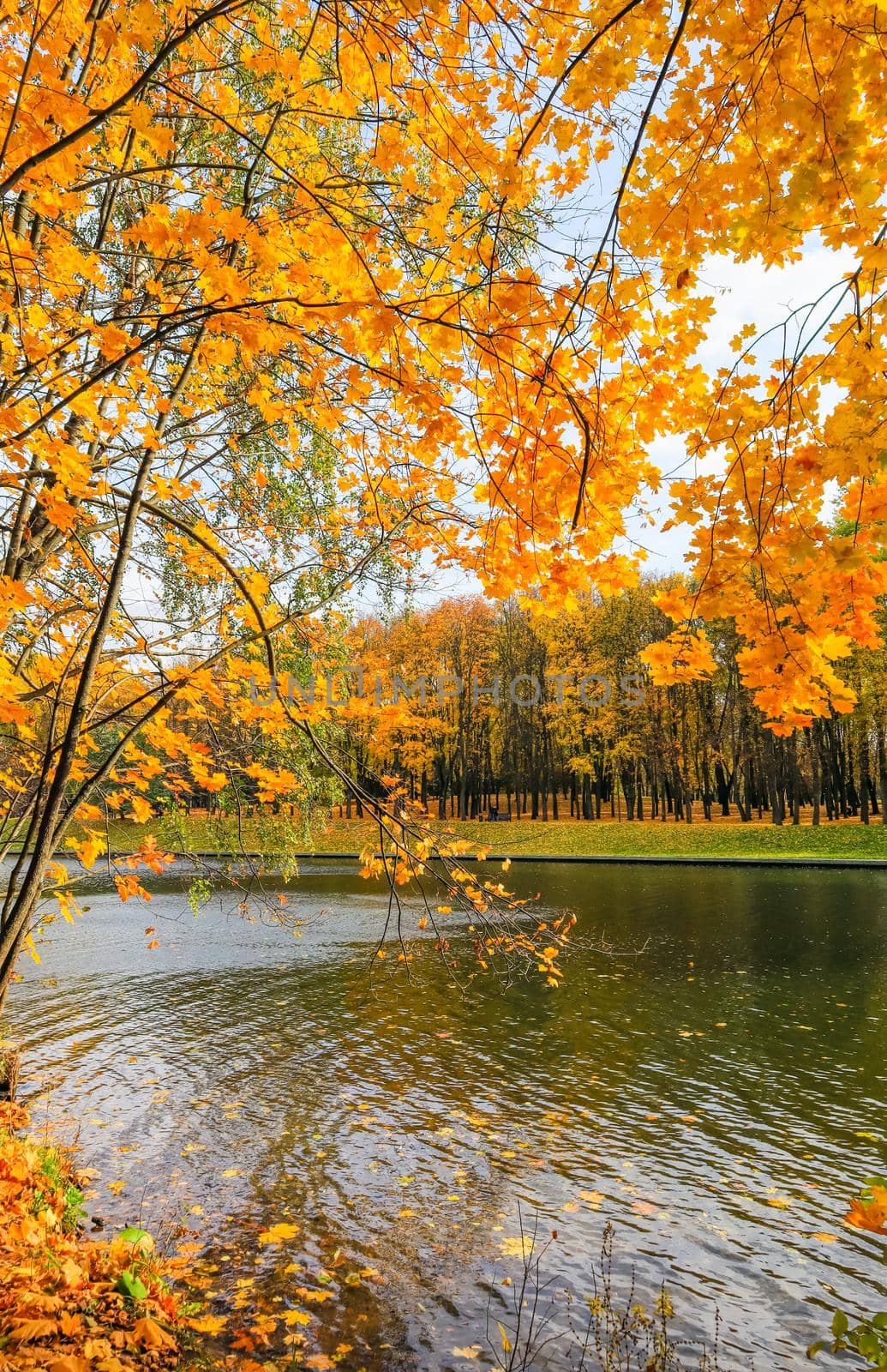 Bright yellow leaves on a maple by the river on a sunny autumn day