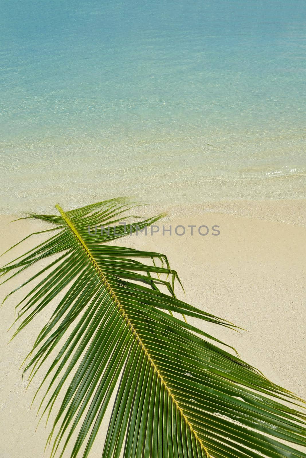 tropical beach landscape by dotshock
