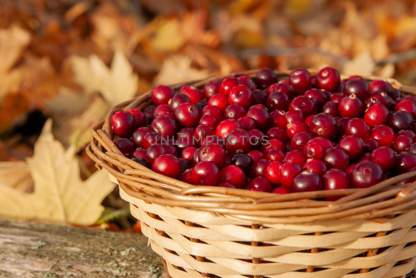Full basket with juicy red cranberries in a basket on an autumn background of fallen leaves with copy space. Cranberry national holiday and Thanksgiving Day. by chelmicky