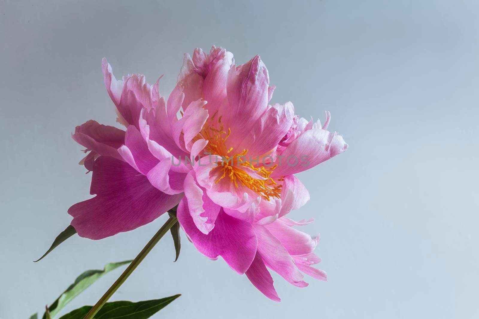 Blooming pink peony with delicate petals close-up by georgina198