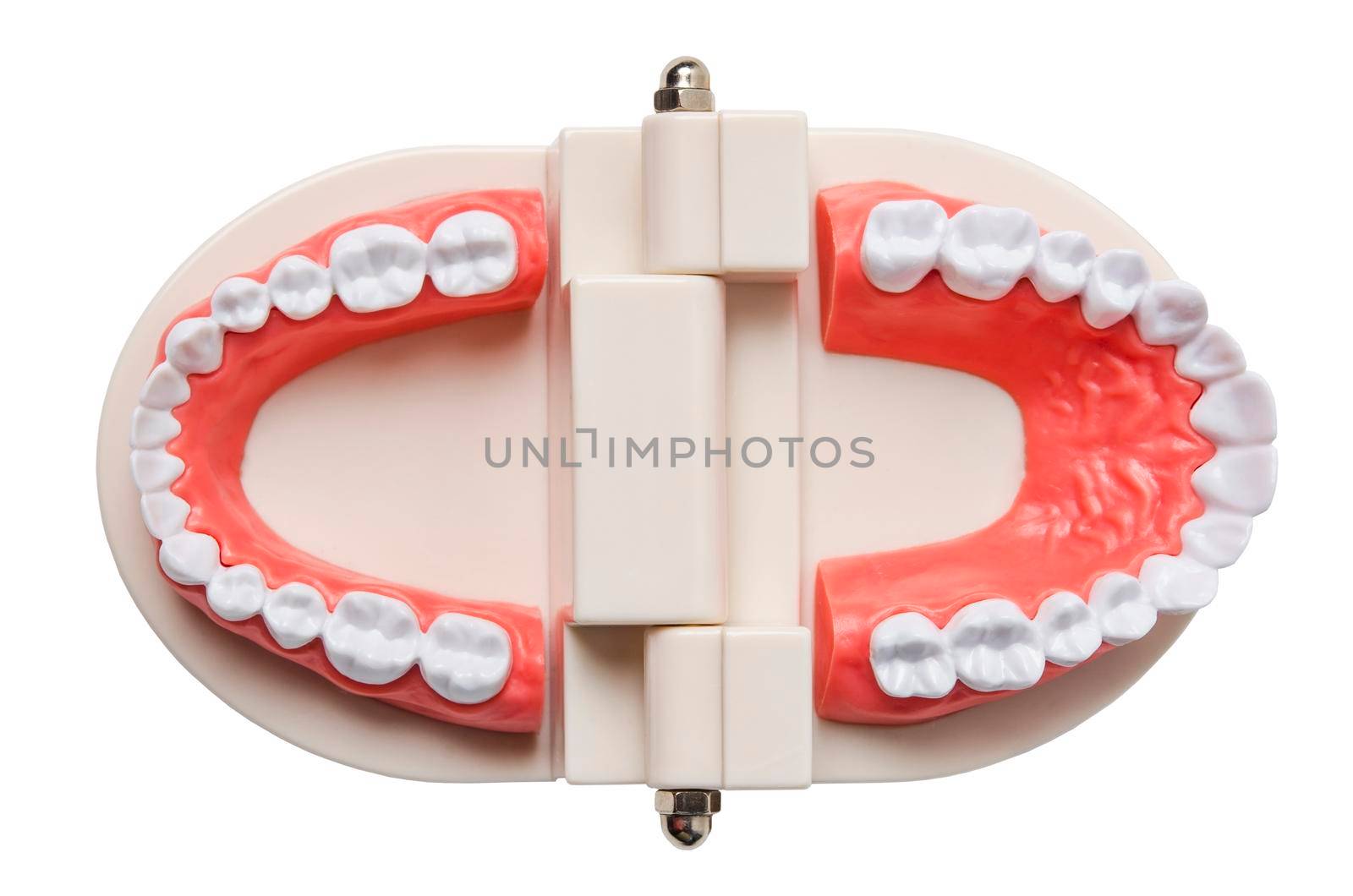 Teeth model isolated on white background. by Gamjai